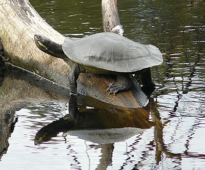 Tortoise