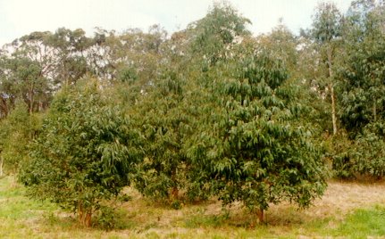 [tree planting]